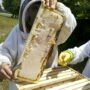 bee hive 34 90x90