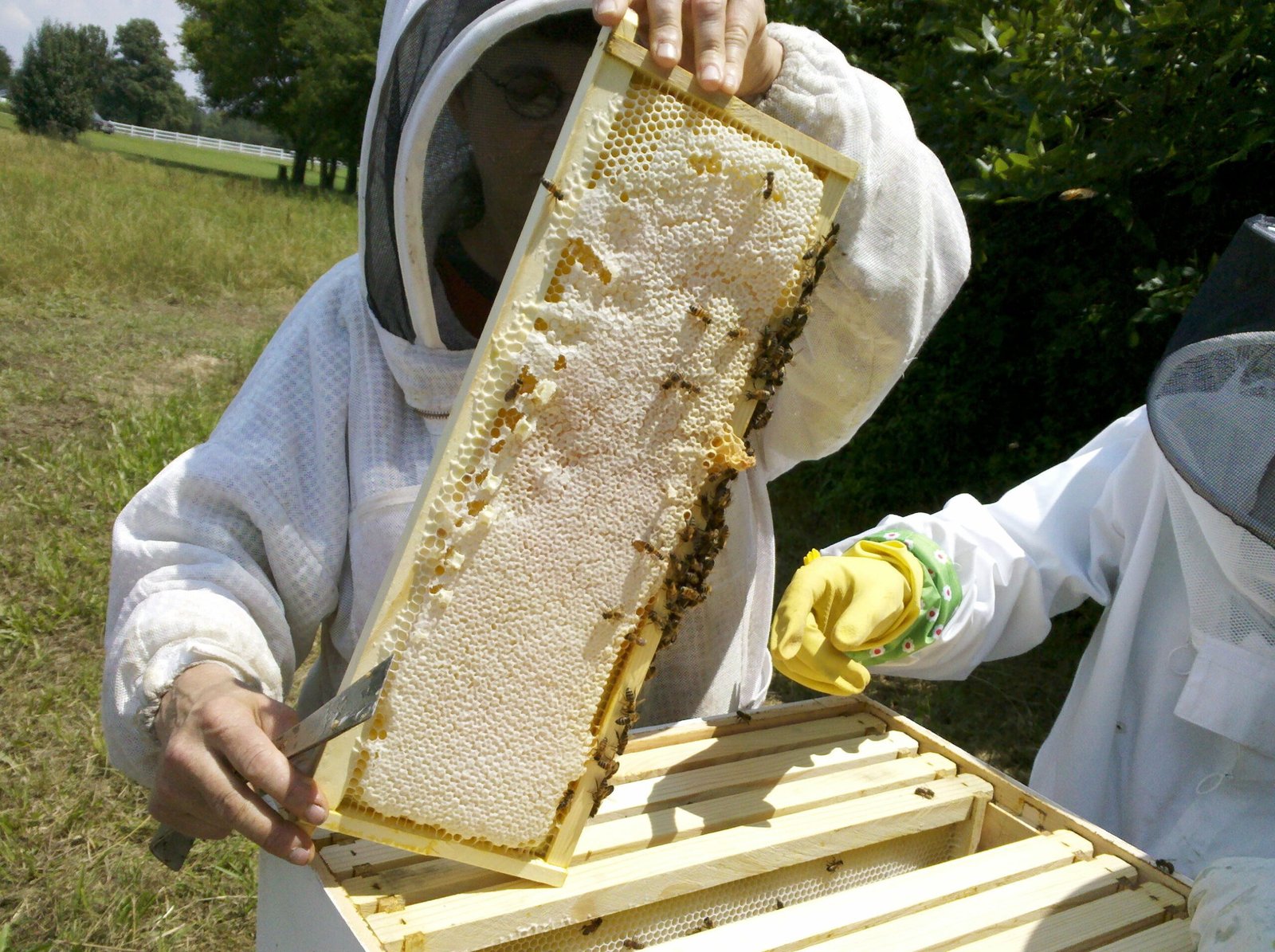 Importance of Humane Bee Relocation and When to Call a Professional