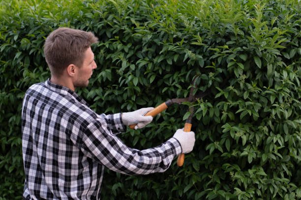 Hedge Removal Blackpool
