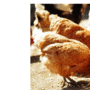 poulet2 90x90