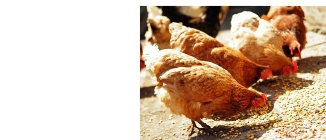 Poulet de Chair