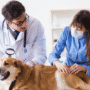 Animal Health Market 90x90