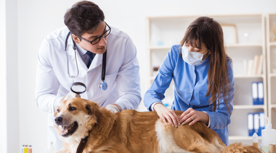 Animal Health